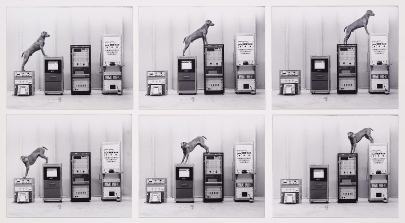 William Wegman - Ray-o-vac (1973)